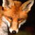 ������ ��� outfoxer