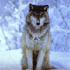 ������ ��� Wolchara
