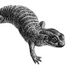 ������ ��� salamander