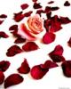 ������ ��� sweetheart