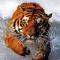 ������ ��� Wild