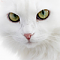 ������ ��� RobbyWhite